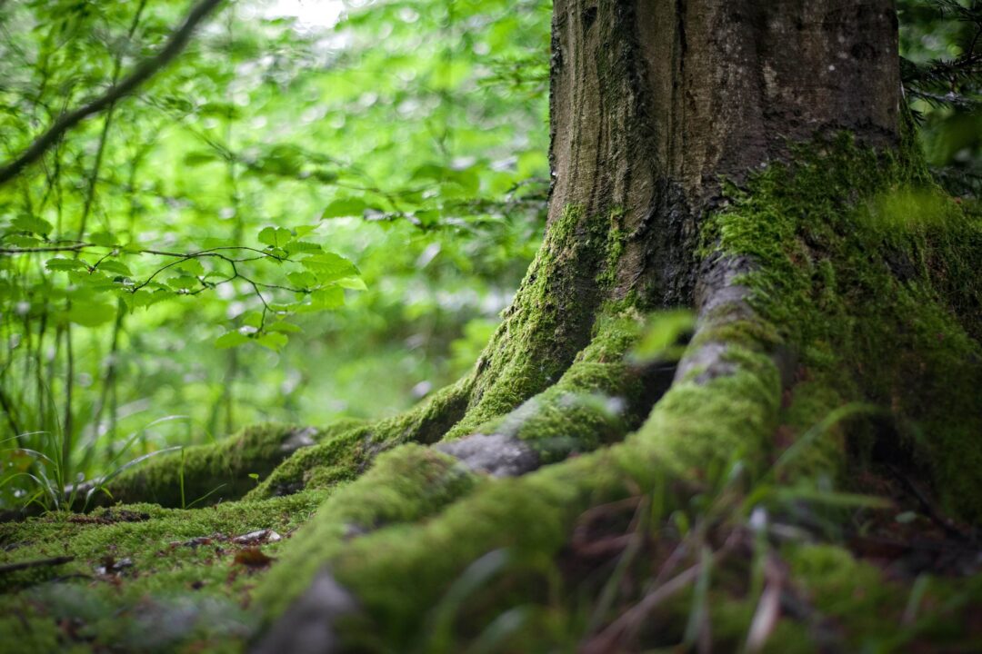 100% Pure Wood Forest